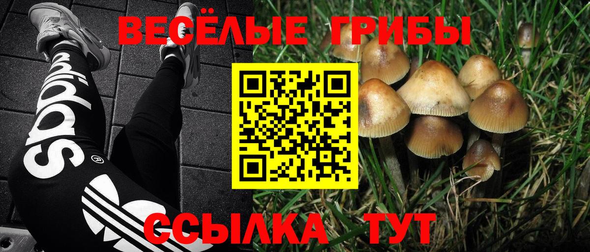 Ленинск-Кузнецкий  Псилоцибиновые грибы прущие грибы  Вход с VPN 
